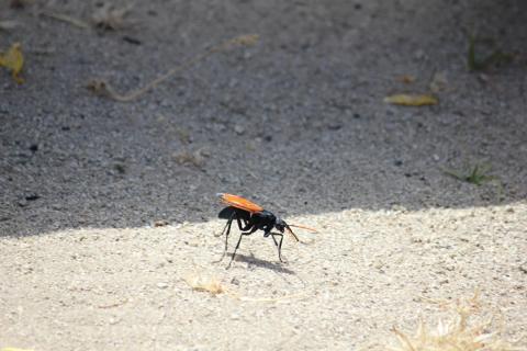 avispa caza tarantulas
