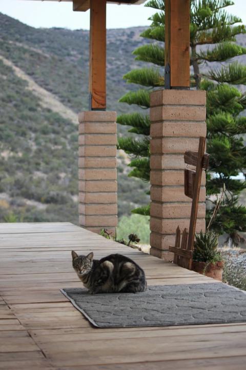 gatita en el porche