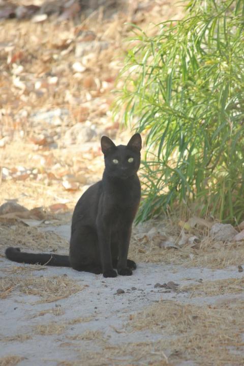 gato negro de ojos verdes