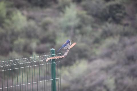 pajarito azul sobre palo