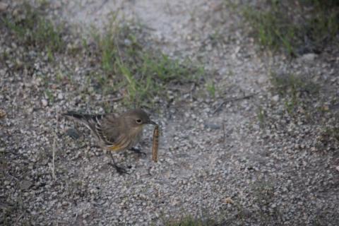pajarito con gusano en pico