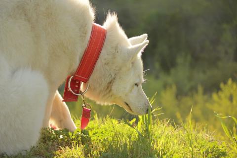 perro husky ollfateando el pasto