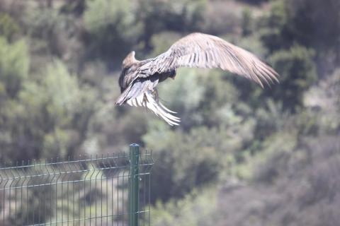 zopilote alzando vuelo