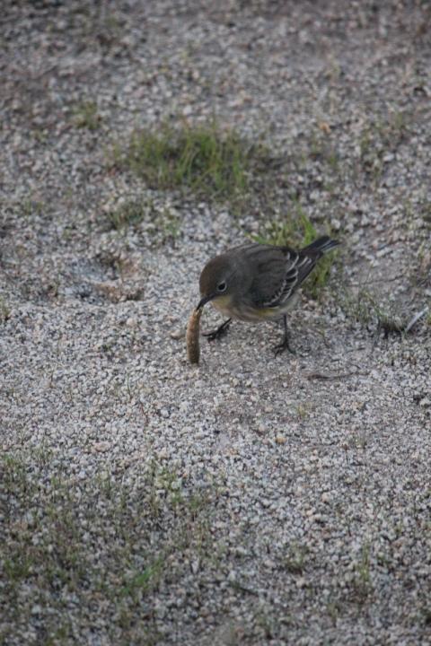 pajarito con un gusano